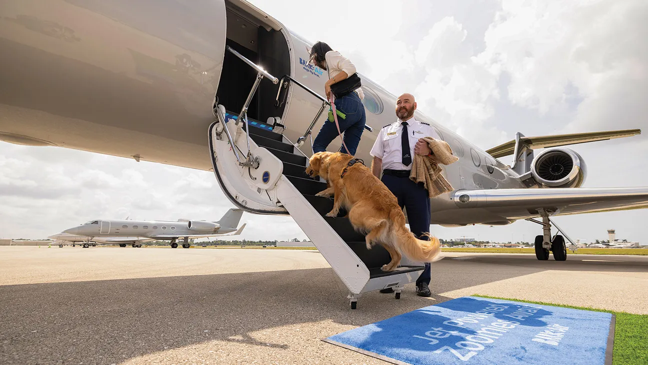 The Cheapest Ways to Travel Across Europe with a Pet in 2026 🐾✈️