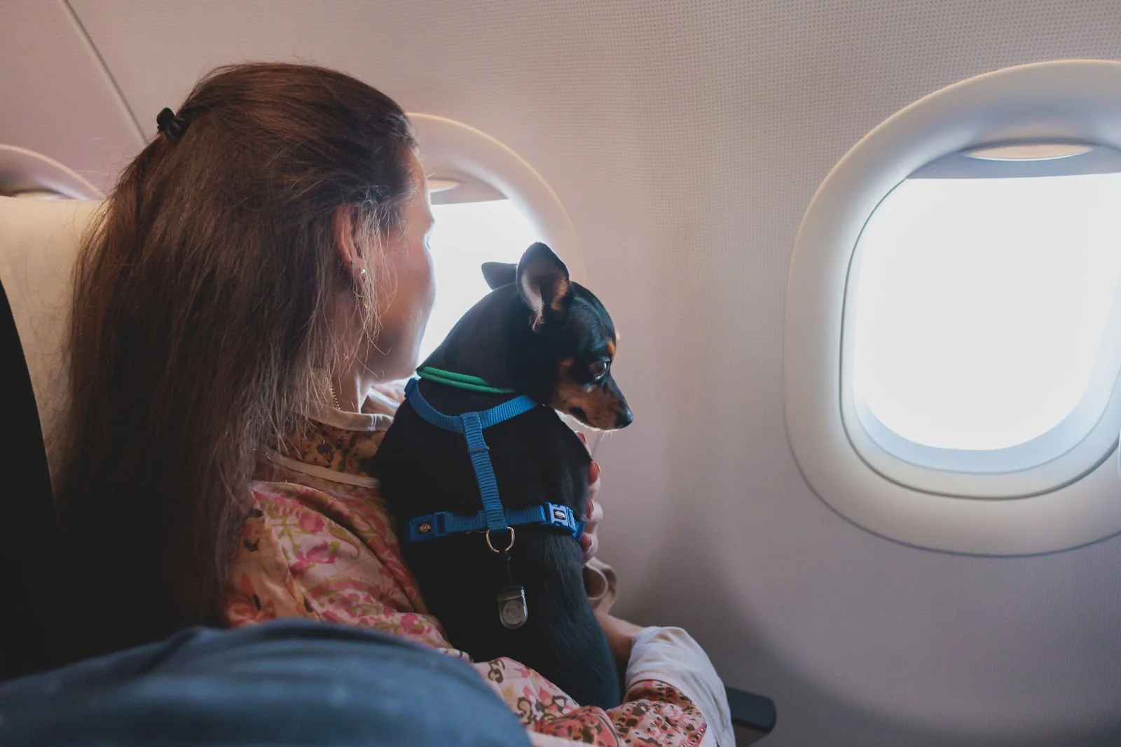 Flying With a Pet: 10 Things You Must Check Before Booking a Plane Ticket 🐾✈️